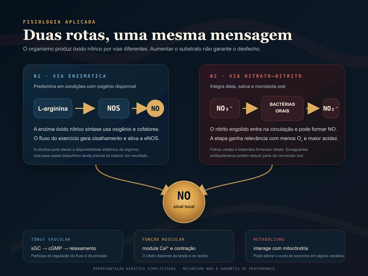 Comparación entre la vía enzimática de la arginina y la vía del nitrato enterosalivar hasta la formación de óxido nítrico.